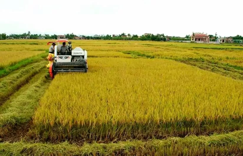 Mùa vàng trên quê hương