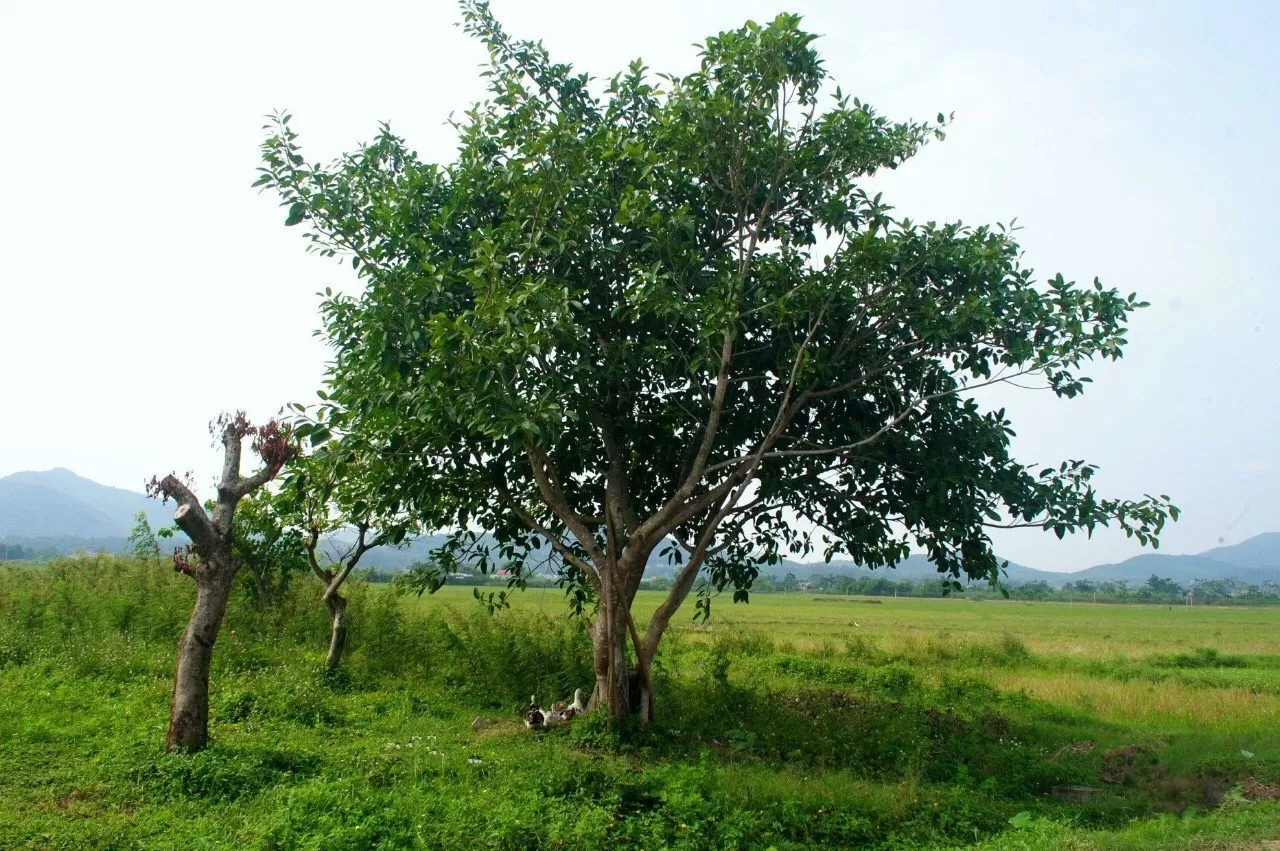 Bộ máy lãnh đạo xã Bắc Trạch