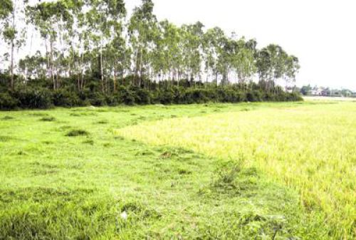 Điều ước nhỏ