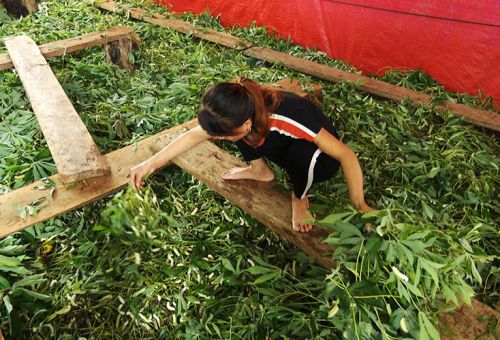 Nuôi tằm thương phẩm ở xã Xuân Trạch: Đầu tư ít, hiệu quả cao