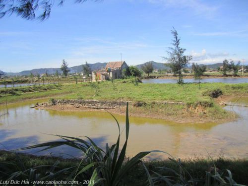 Ba Đồn có thầy Thông Dư