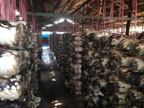 Chàng trai bỏ việc về quê làm giàu từ cây nấm