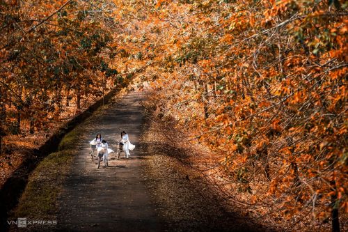 Miền cao su thương nhớ...