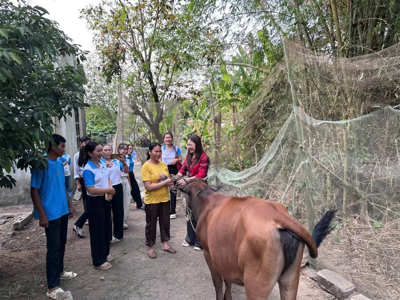 Tặng bò giống cho chị Hồ Thị Soa