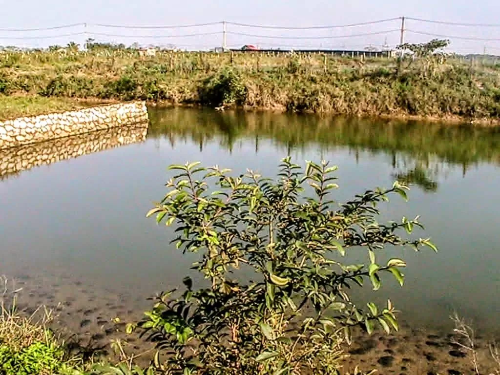 Lòi đôi