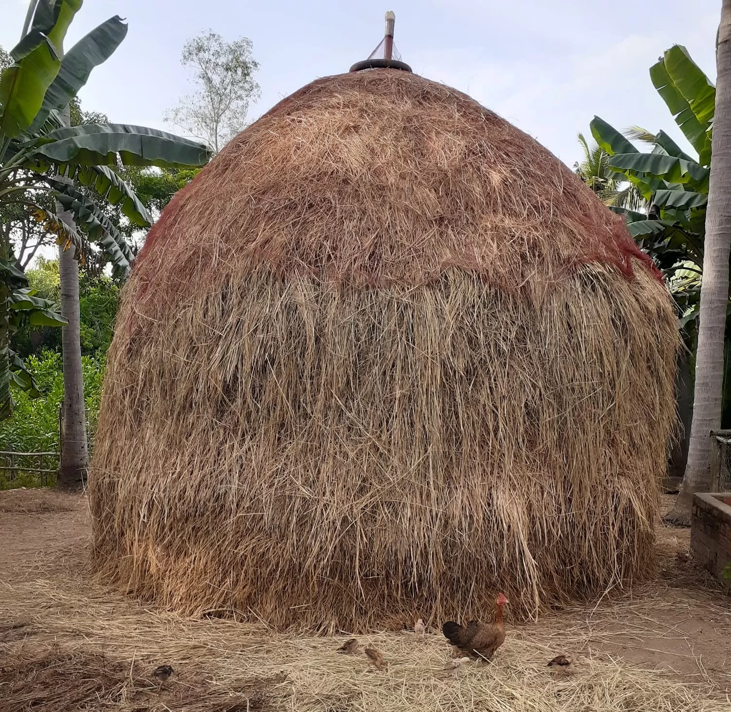 Hoài niệm cây rơm