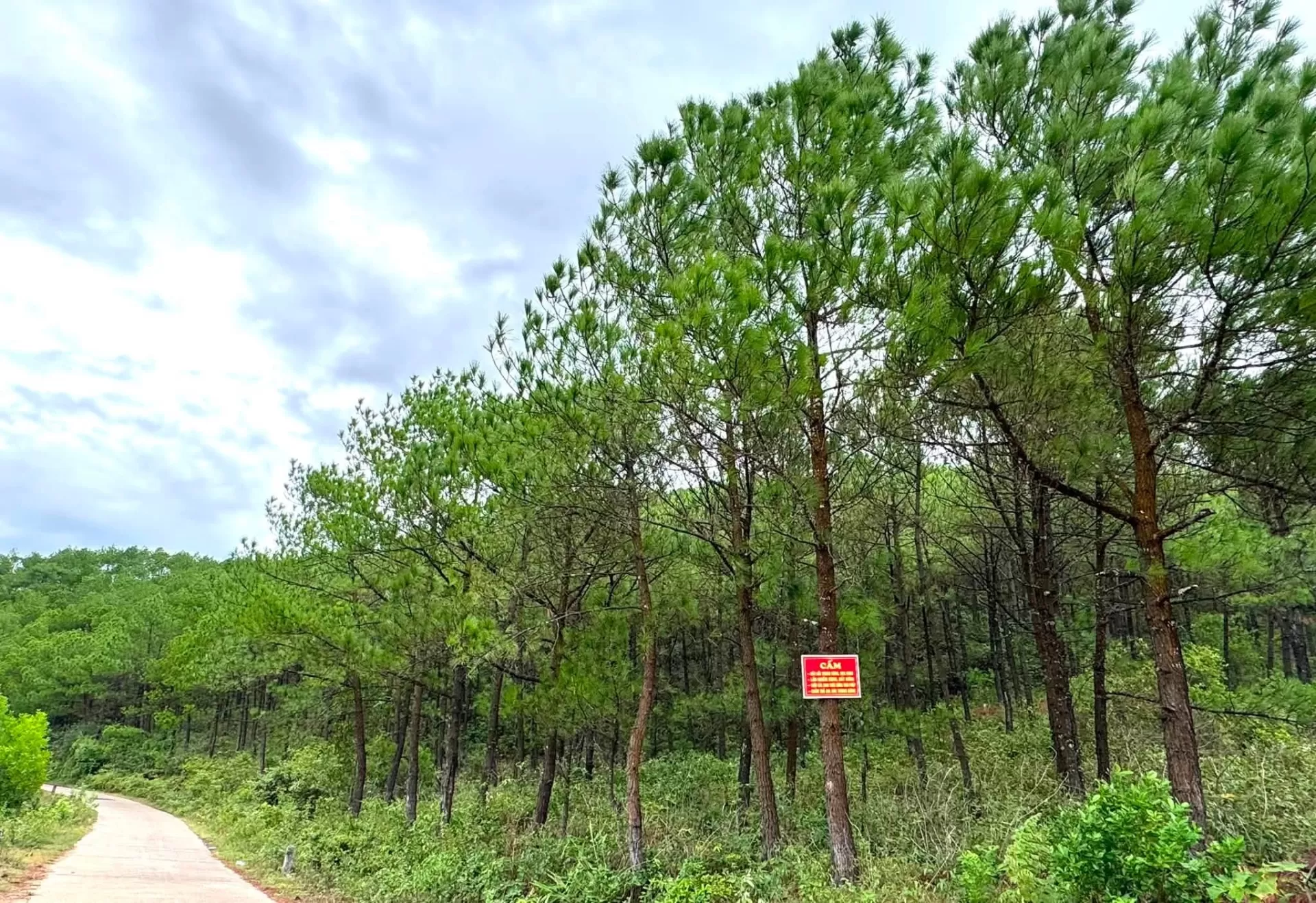 Đồi thông quê tôi