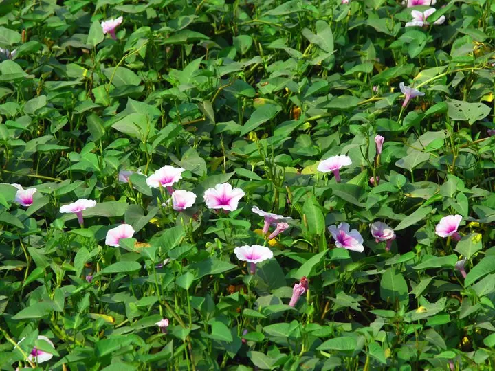 Rau muống quê tôi
